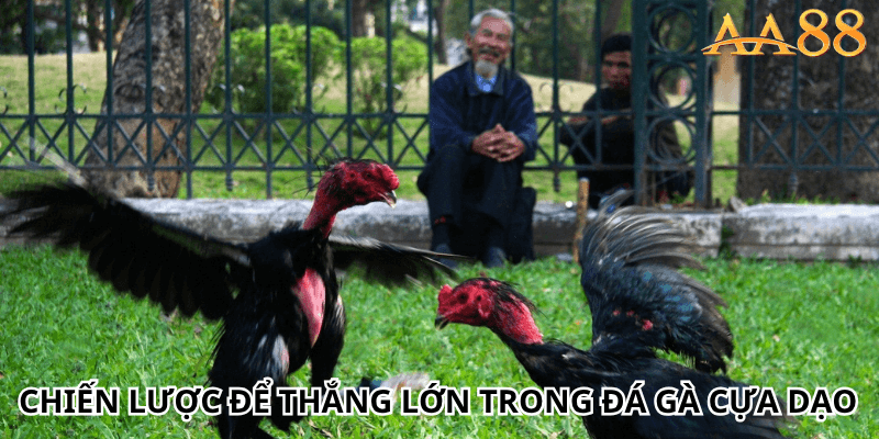 Chiến lược để thắng lớn trong đá gà cựa dạo